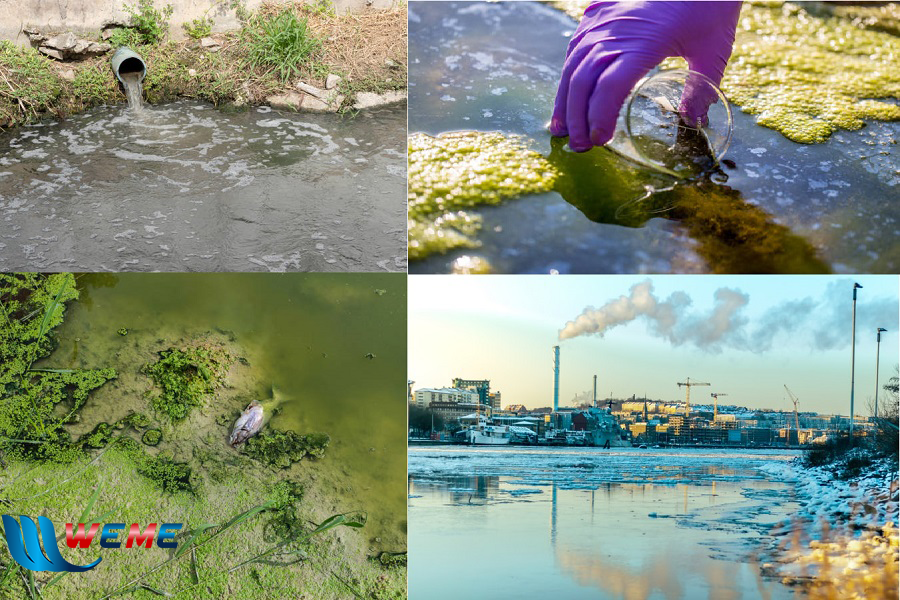 Nước thải chế biến hải sản gây ô nhiễm môi trường
