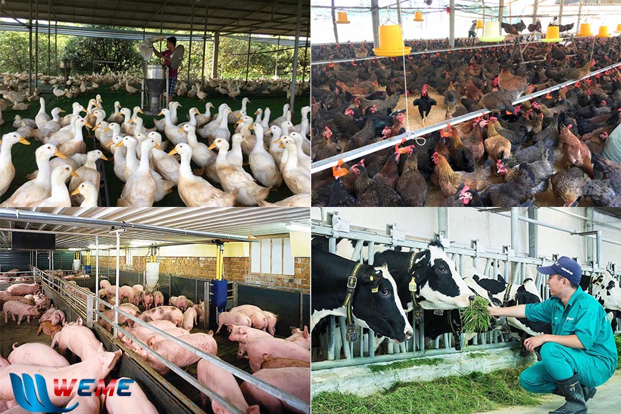 Ngành chăn nuôi gia súc, gia cầm tại Việt Nam
