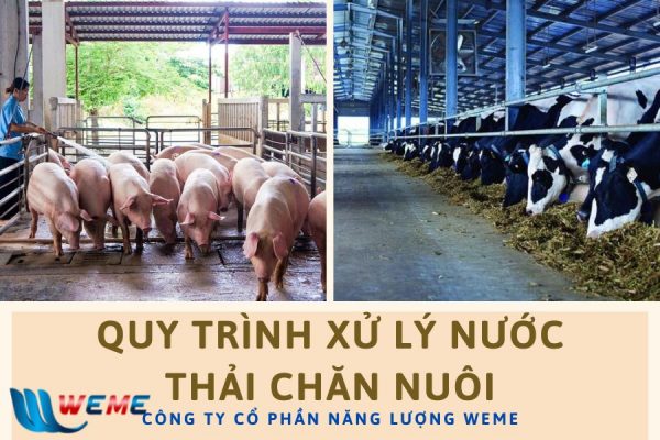 Quy trình xử lý nước thải chăn nuôi