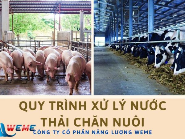 Quy trình xử lý nước thải chăn nuôi