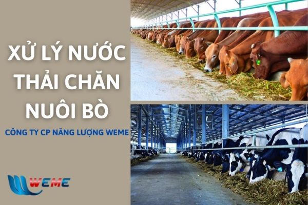 Xử lý nước thải chăn nuôi bò