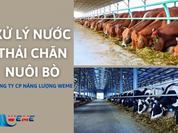 Xử lý nước thải chăn nuôi bò