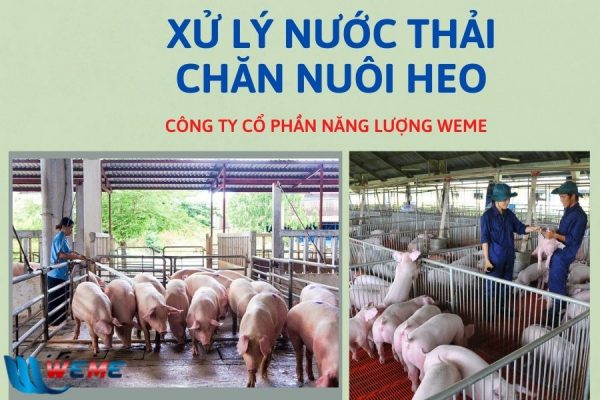 Xử lý nước thải chăn nuôi heo