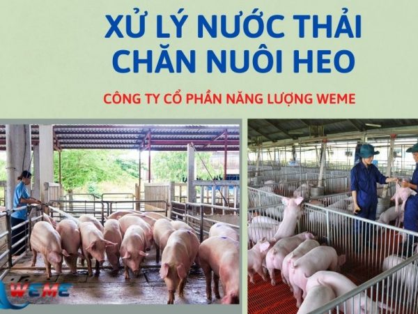 Xử lý nước thải chăn nuôi heo