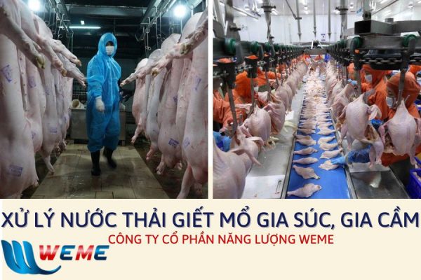 Xử lý nước thải giết mổ gia súc, gia cầm