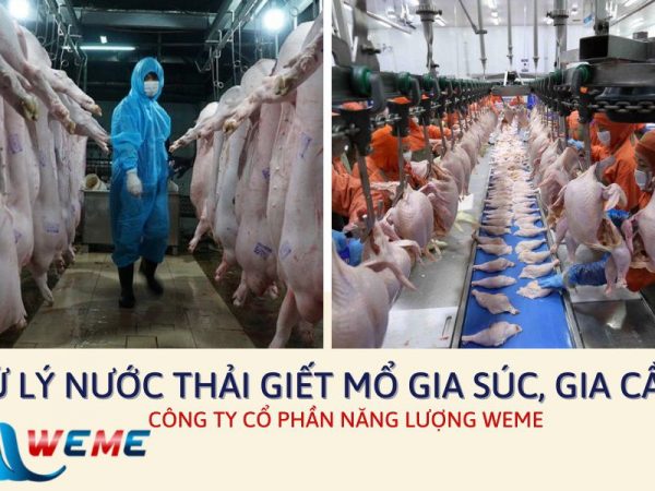 Xử lý nước thải giết mổ gia súc, gia cầm
