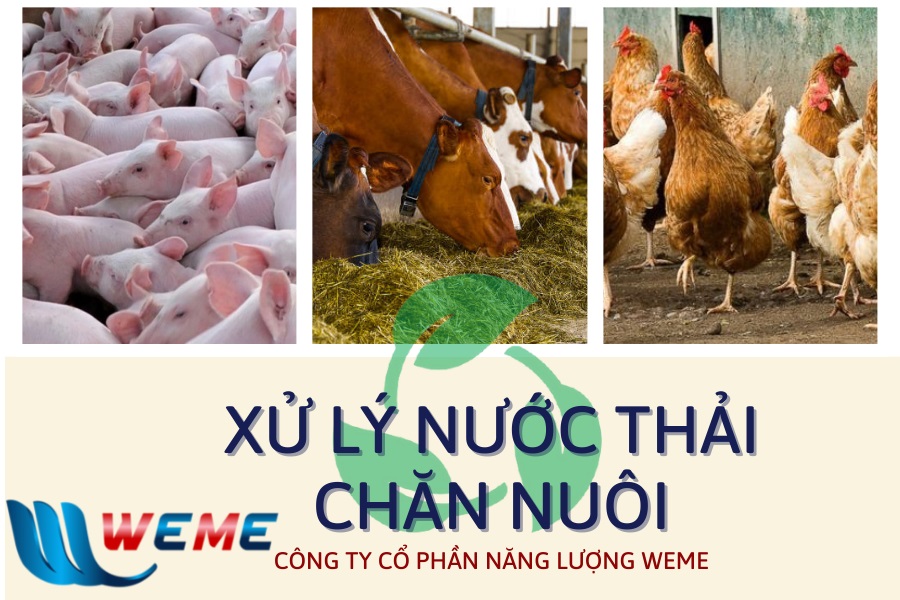 Xử lý nước thải chăn nuôi - WeMe