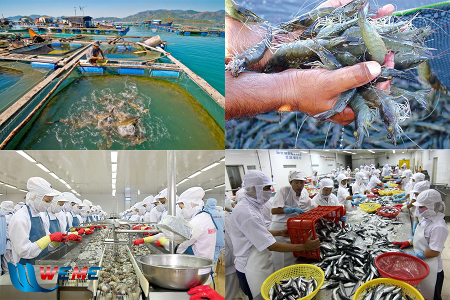 Hoạt động chế biến và nuôi trồng thủy sản tại Việt Nam