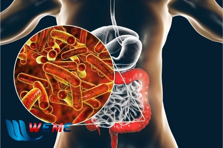 Sử dụng nguồn nước bị nhiễm coliform có thể gây các bệnh về tiêu hóa Sử dụng nguồn nước bị nhiễm coliform có thể gây các bệnh về tiêu hóa