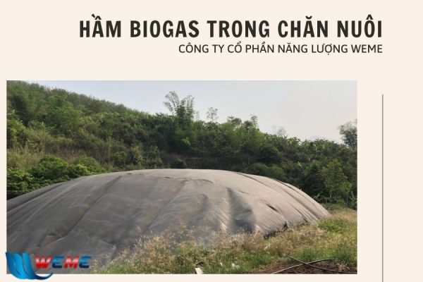 Hầm biogas trong chăn nuôi