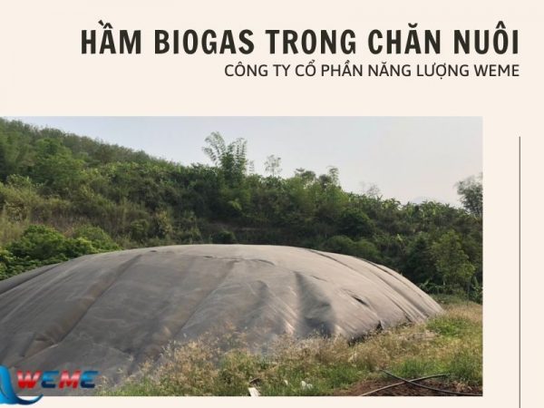 Hầm biogas trong chăn nuôi