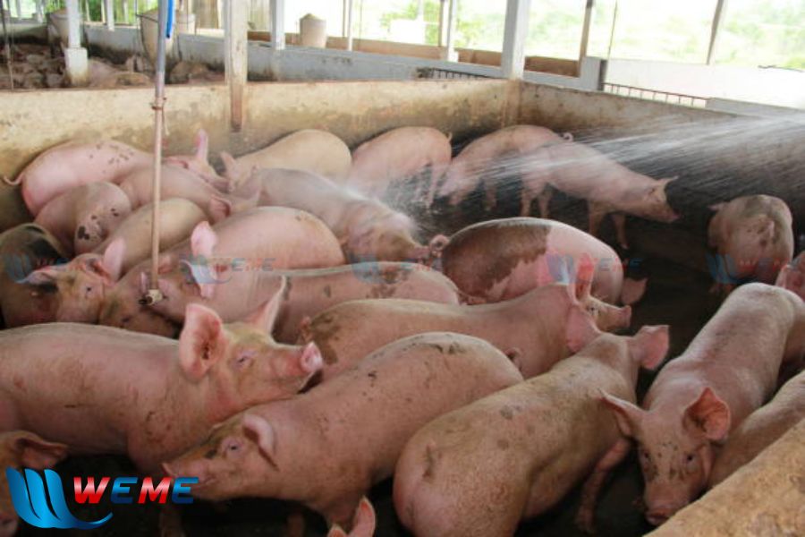 Chăn nuôi heo phát sinh ra lượng nước thải lớn và ô nhiễm